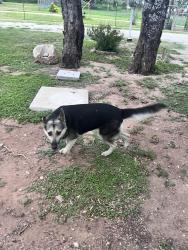 Found/Stray Female Dog last seen San Antonio TX, San Antonio, TX 78221