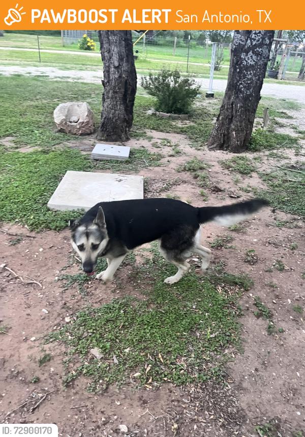 Found/Stray Female Dog last seen San Antonio TX, San Antonio, TX 78221