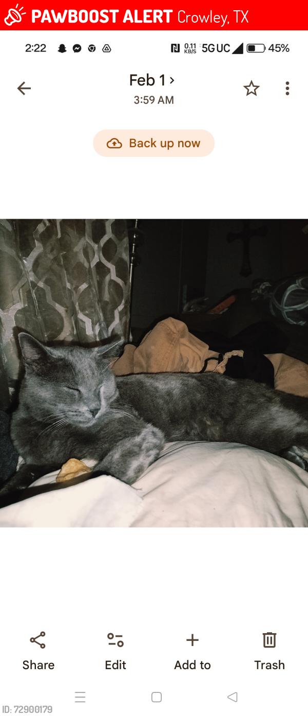 Lost Male Cat last seen Chalet City Crowley , Crowley, TX 76036