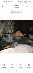 Lost Male Cat last seen Chalet City Crowley , Crowley, TX 76036
