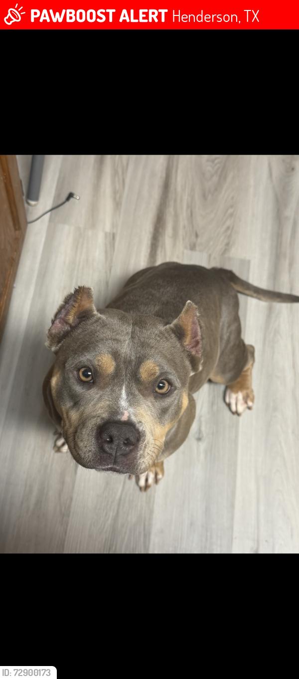Lost Female Dog last seen Rusk County EXPO Center, Henderson, TX 75652
