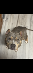 Lost Female Dog last seen Rusk County EXPO Center, Henderson, TX 75652