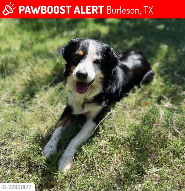 Lost Male Dog last seen Hampshire dr burleson, Texas, Burleson, TX 76028