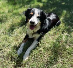 Lost Male Dog last seen Hampshire dr burleson, Texas, Burleson, TX 76028