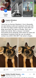 Lost Female Dog last seen Caddin rd, Ravenel, SC 29470