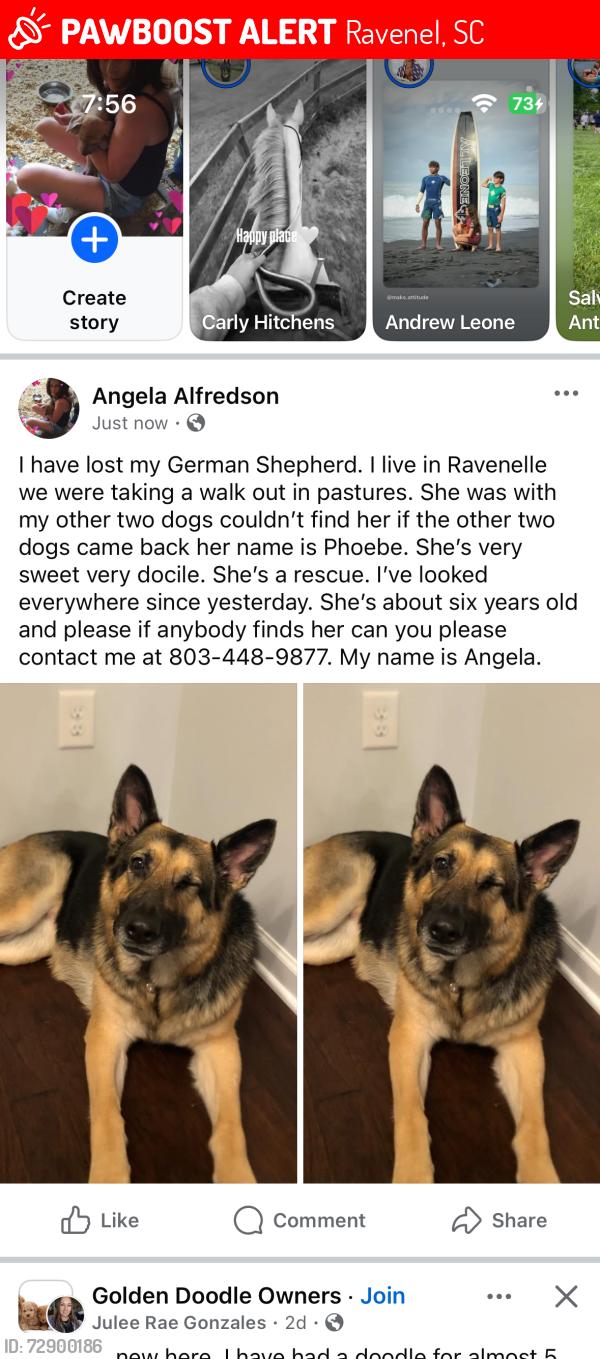 Lost Female Dog last seen Caddin rd, Ravenel, SC 29470