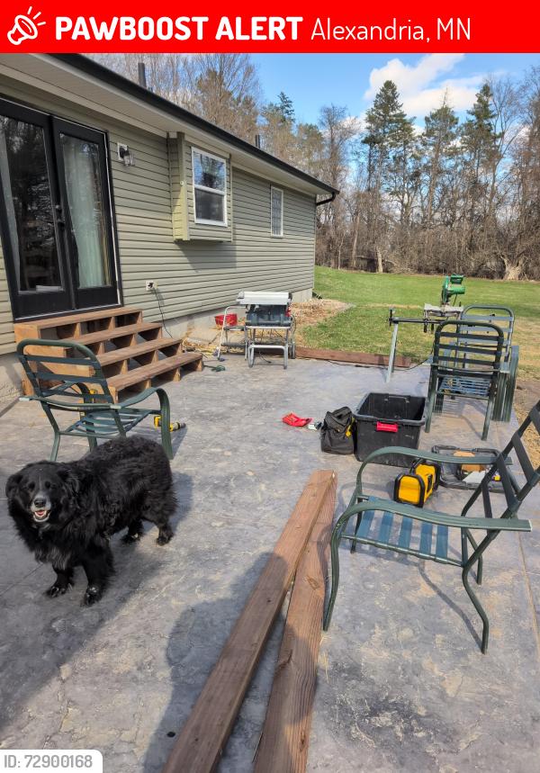 Lost Male Dog last seen Near Garfield exit off I94, Alexandria, MN 56308