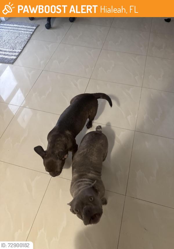 Found/Stray Female Dog last seen Hialeah avenida Dixie, Hialeah, FL 33010