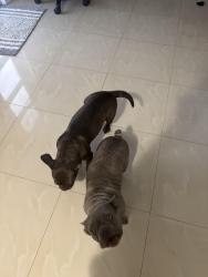 Found/Stray Female Dog last seen Hialeah avenida Dixie, Hialeah, FL 33010