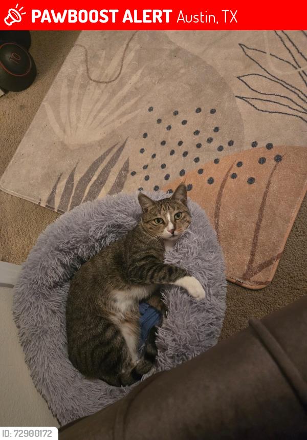 Lost Male Cat last seen Riata apmts - Greymoss , Austin, TX 78727