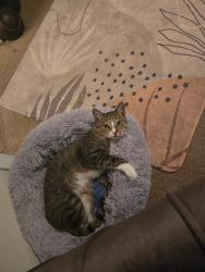 Lost Male Cat last seen Riata apmts - Greymoss , Austin, TX 78727