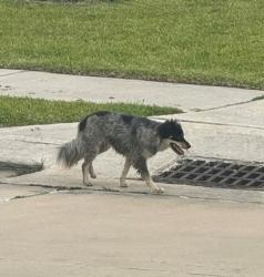 Found/Stray Unknown Dog last seen Near Magnolia Branch Ln, Tomball, TX 77375