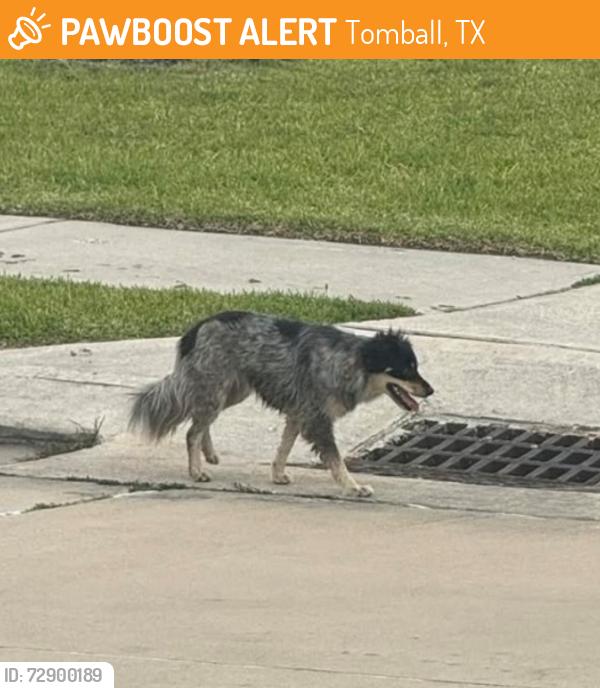 Found/Stray Unknown Dog last seen Near Magnolia Branch Ln, Tomball, TX 77375