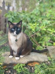 Reunited Male Cat last seen Hardendorf Ave & Harriet Ave (Candler Park / Lake Claire), Atlanta, GA 30307