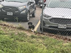 Found/Stray Unknown Dog last seen Spike’s Ford and catholic veterans park , Mission, TX 78572
