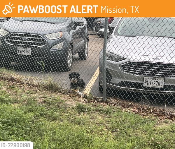 Found/Stray Unknown Dog last seen Spike’s Ford and catholic veterans park , Mission, TX 78572