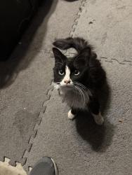 Found/Stray Male Cat last seen Barstow & Locan, Clovis, CA 93611