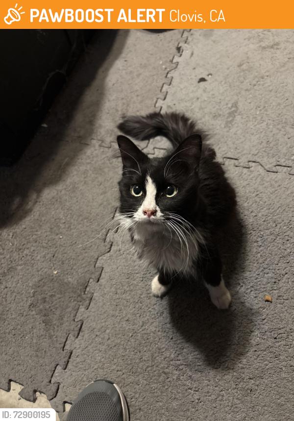 Found/Stray Male Cat last seen Barstow & Locan, Clovis, CA 93611