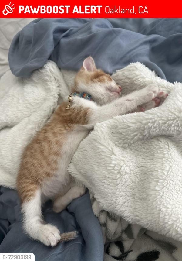 Lost Male Cat last seen Stoneford , Oakland, CA 94603