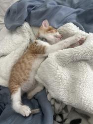 Lost Male Cat last seen Stoneford , Oakland, CA 94603