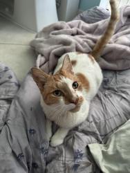 Found/Stray Male Cat last seen 123rd Terrace N, Jupiter, FL 33478