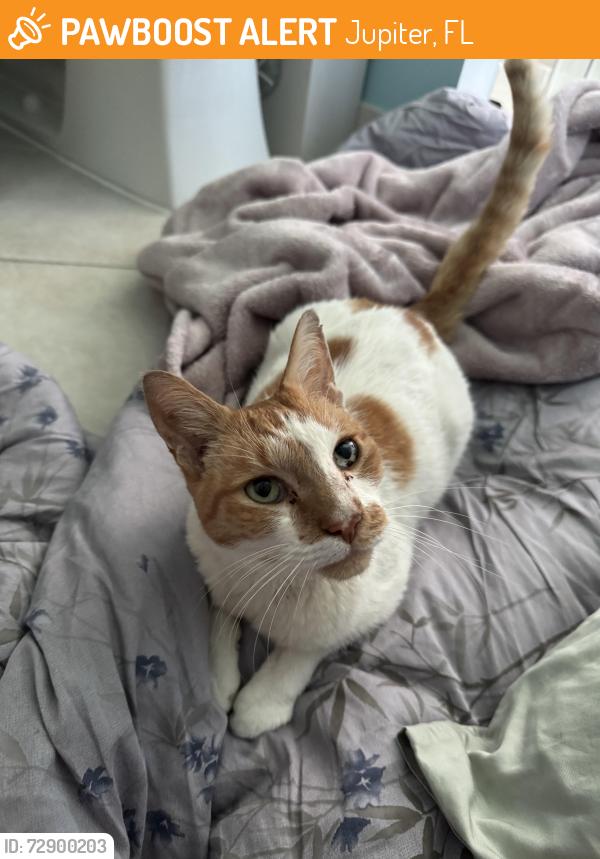 Found/Stray Male Cat last seen 123rd Terrace N, Jupiter, FL 33478