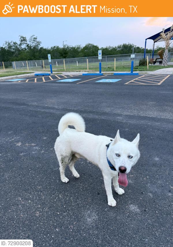 Found/Stray Male Dog last seen Bentsen park, Mission, TX 78572
