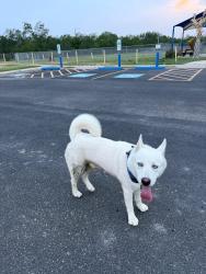 Found/Stray Male Dog last seen Bentsen park, Mission, TX 78572