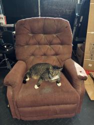 Lost Male Cat last seen Rangeline and Longwood hills rd, Longwood, FL 32750