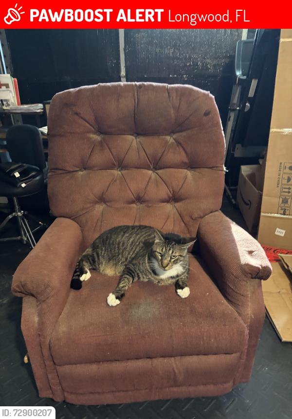 Lost Male Cat last seen Rangeline and Longwood hills rd, Longwood, FL 32750