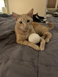 Lost Female Cat last seen Saticoy, Ventura, CA 93004