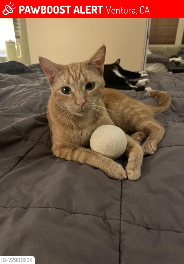 Lost Female Cat last seen Saticoy, Ventura, CA 93004