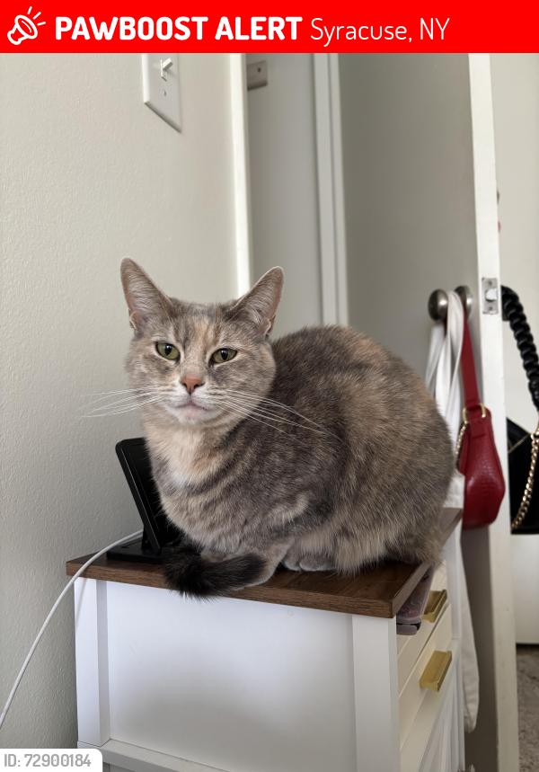 Lost Female Cat last seen The meadows , Syracuse, NY 13215