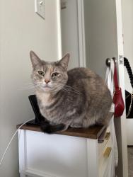 Lost Female Cat last seen The meadows , Syracuse, NY 13215