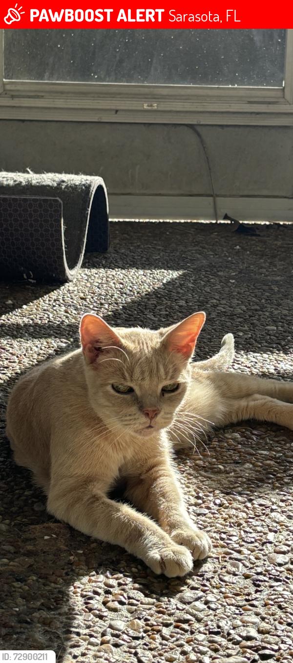 Lost Male Cat last seen Tee rd, Sarasota, FL 34235