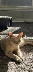 Lost Male Cat last seen Tee rd, Sarasota, FL 34235