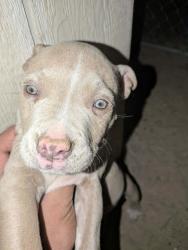Lost Female Dog last seen Quinnault and pawnee or goshute, Apple Valley, CA 92307