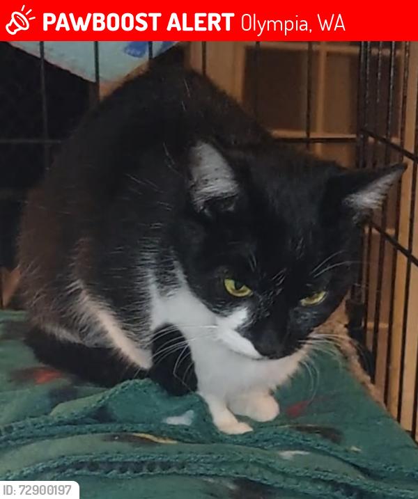 Lost Female Cat last seen 36th avenue , Olympia, WA 98506