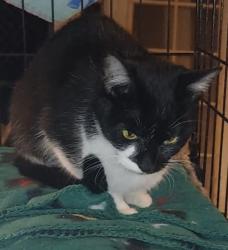 Lost Female Cat last seen 36th avenue , Olympia, WA 98506