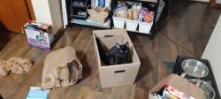 Reunited Female Cat last seen Polk Street , Minneapolis, MN 55421