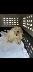 Found/Stray Female Dog last seen Azalea , Kannapolis, NC 28081