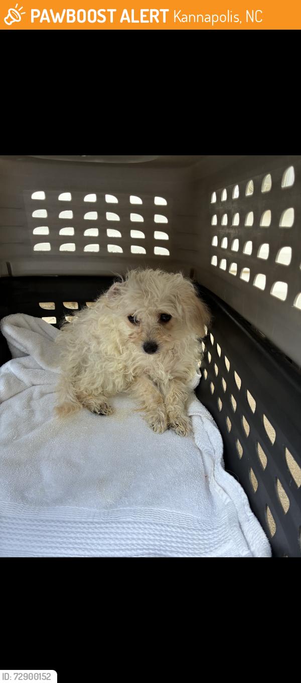 Found/Stray Female Dog last seen Azalea , Kannapolis, NC 28081