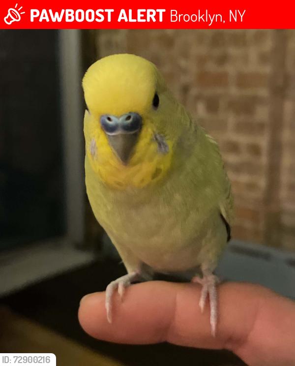 Lost Male Bird last seen Classon Avenue and Franklin, Brooklyn, NY 11238