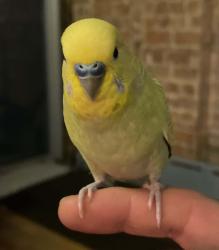 Lost Male Bird last seen Classon Avenue and Franklin, Brooklyn, NY 11238