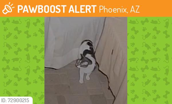 Found/Stray Unknown Cat last seen Harmont & 13th St, Phoenix, AZ 85020