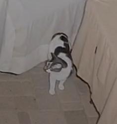 Found/Stray Unknown Cat last seen Harmont & 13th St, Phoenix, AZ 85020