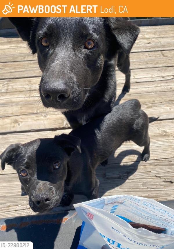 Found/Stray Female Dog last seen Harney Lane/Locust Tree Road , Lodi, CA 95212