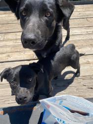 Found/Stray Female Dog last seen Harney Lane/Locust Tree Road , Lodi, CA 95212