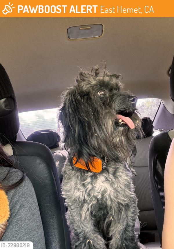Found/Stray Male Dog last seen Acacia and columbia, East Hemet, CA 92544
