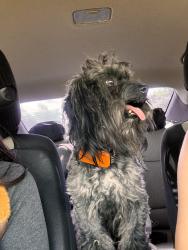 Found/Stray Male Dog last seen Acacia and columbia, East Hemet, CA 92544